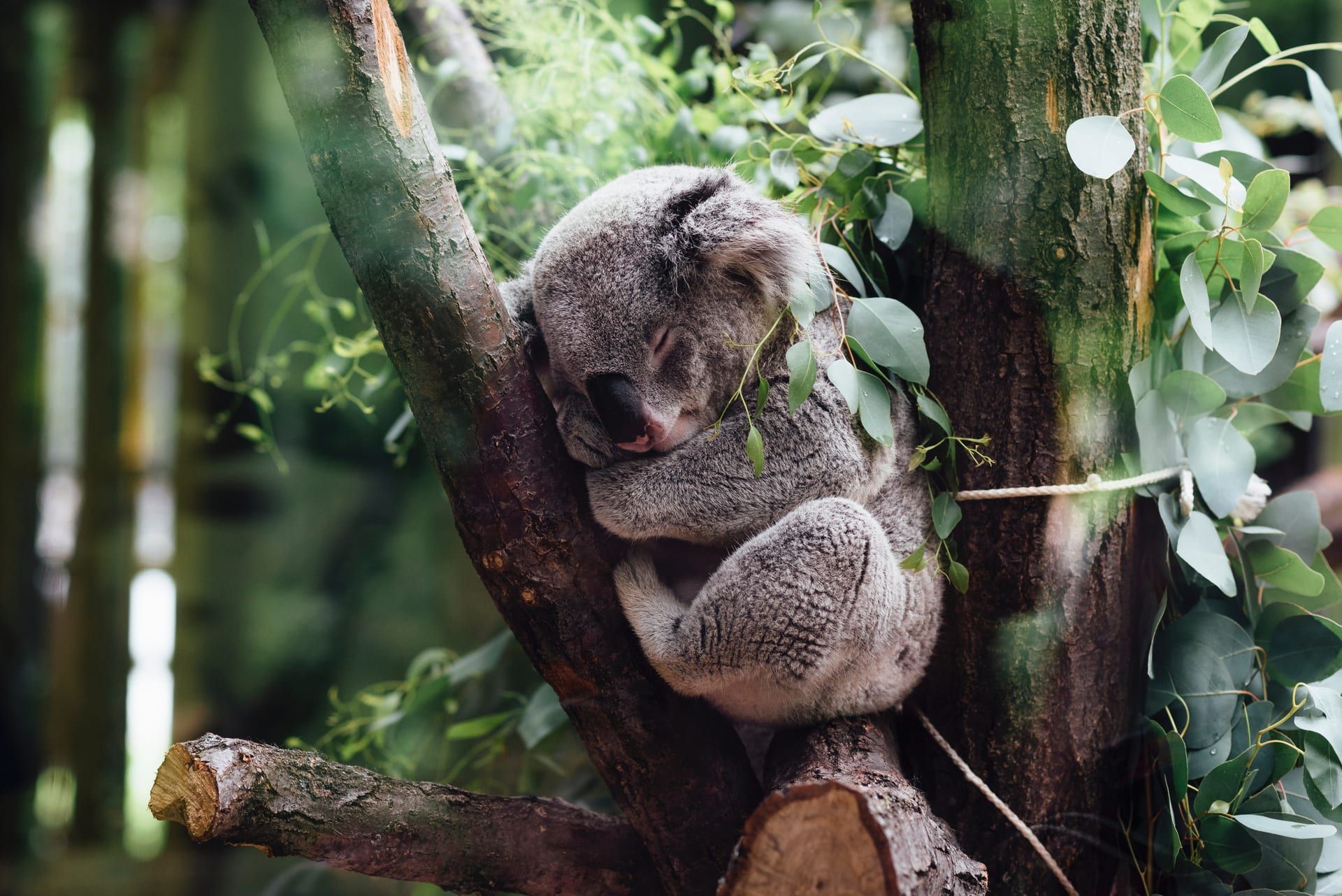 A koala resting in a tree